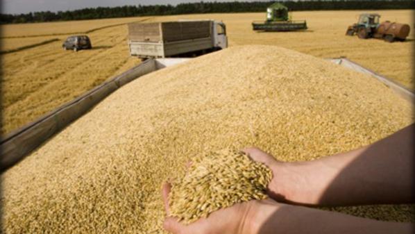 
Россия намерена увеличить экспорт пшеницы в Египет